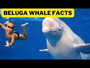 All About Beluga Whales for Children Whale Fun Facts for Kids 2023 No one knows how Whales Find Food