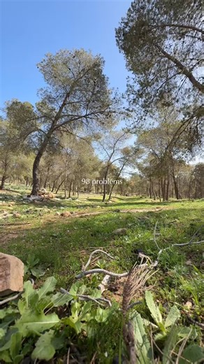 Foresthill_Jo | Hard to think about your problems when your galloping on a horse 🐎 #equestrian #amman #horseriding #trailrides #gallop | Instagram