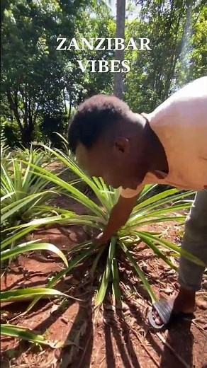 Jak rośnie ananas ? Janek z Zanzibaru tłumaczy w języku polskim.