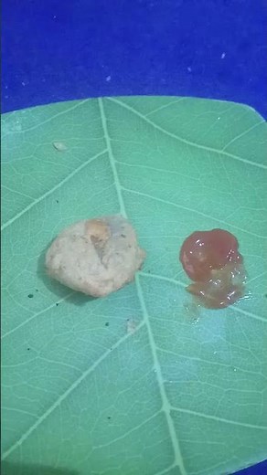 one bite of a really crunchy snack ASMR #shortvideo