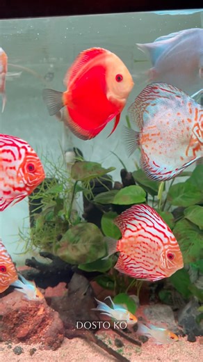 Peaceful Discus Setup 🌿 | Aquarium Short