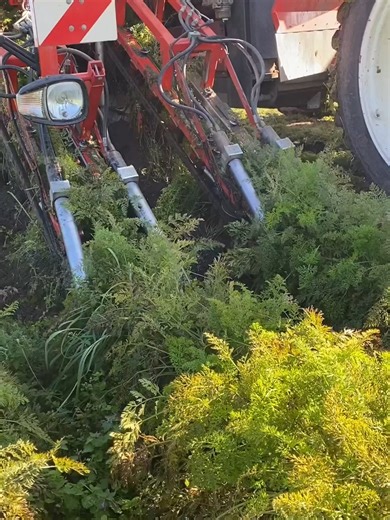 Amazing Fruit ASMR - Relaxing Fruit Sounds Experience