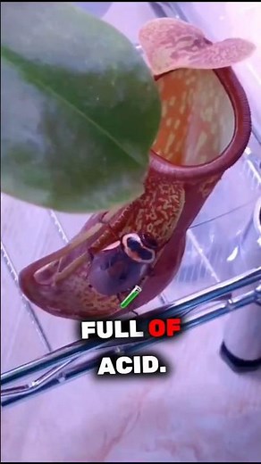 Top 3 Insectivorous Plants | Amazing Plants That Eat Insects 🪰#carnivorousPlants #shortseducation