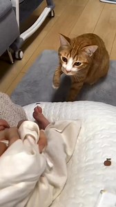 458 reactions · 197 shares | Cat meeting baby for first time♥️ #kitty #petcare #love #cat #follower #cats #loveislove #meow #petlove #catlover | Cat Love | Facebook