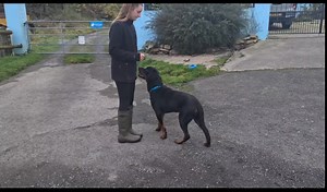 23K views · 890 reactions | We are pleased to say Rocko has found his...