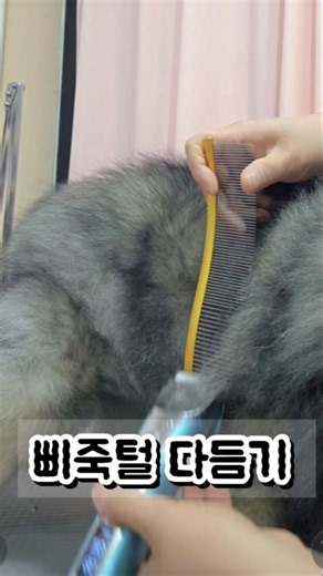 초간단 삐죽털 다듬기 #강아지 #애견영상 #반려견 #강아지브이로그 #애견미용사