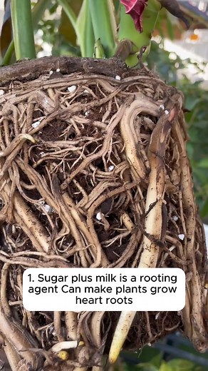 44K views · 632 reactions | Four watering recipes from white sugar #backyardgardening #gardeninglife #vegetablegardening #vegetablegarden | Daily Garden Life | Facebook