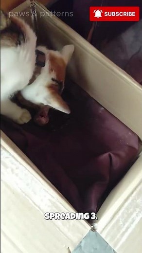 Nature is Brutal: Why Mother Cats Do This...