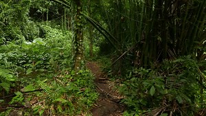 POV walk through rainforest path, glide shot, exotic plants around. First person view, struggle through tropical forest, clear ground pathway, surrounded by overgrowth plant. High humidity, wet leaves