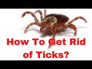 How To Get Rid Of Ticks In The House, Yards And Garden : 10 Interesting Facts