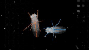 Fruit fly serenade: Princeton neuroscientists decode the tiny creatures' mating song