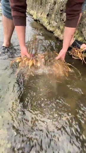 Discover the Charm of Rural Life: Tasks and Scenery in RuralAreas, CountryLiving