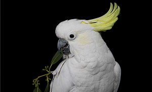 Sydney Wildlife Rescue | Adult Birds