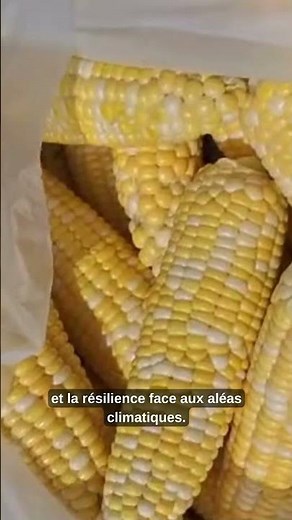 🌽 La Coop Agrobio du Québec : enfin une alternative de semences de maïs biologique et non-OGM