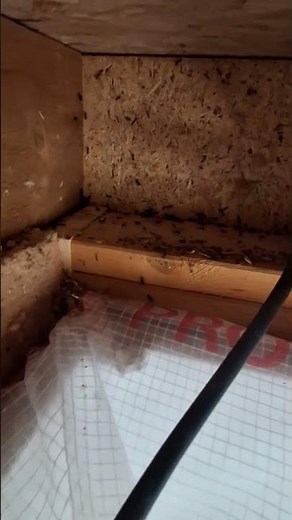Intervention sur une infestation de fourmis charpentières dans une charpente en bois #var