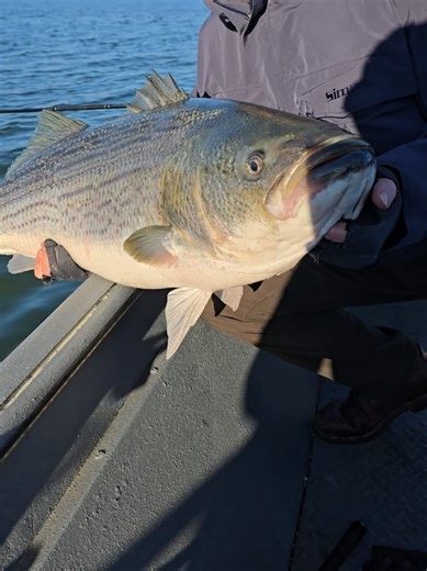 Catch a 48-Pound Striped Bass in Tennessee River