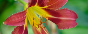 Comment entretenir une amaryllis ?