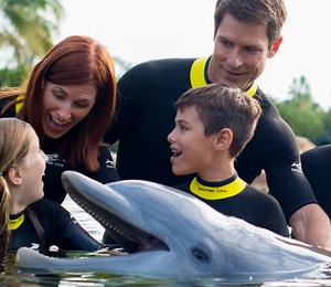 Tips for a Memorable Dolphin Swim in Orlando, Florida