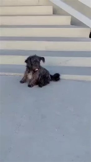 Adoção de Cachorros I Gatos em Belo Horizonte on Instagram: "😭😭SOCOOOOROOOOO😭😭Pedido de resgate SOCORRO Na porta do hospital Santa Rita e entorno. Parece bem novinho. Av tito fulgencio 1045 - jd industrial- contagem Nao possuo mais informacoes!!! Nao conseguimos resgatar (semana passada ja resgatamos 15 caes - 3 ninhadas) Quem puder - ele é apenas um bebê CONTATO: 3199737_9194 Acesse este link para entrar no meu grupo do WhatsApp: https://chat.whatsapp.com/LbNGKpp2zU8G7nlFHORpud"