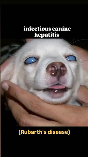 vetcase_explorer on Instagram: "Infectious canine hepatitis is an acute, contagious viral disease of dogs caused by Canine adenovirus type-1 (CAV-1). 》The virus primarily affects the liver, but it can also damage the kidneys, lungs, spleen, blood vessel linings, and sometimes the eyes. 》It spreads through contact with infected bodily fluids like urine, feces, saliva, or nasal discharge , and recovered dogs can shed the virus in urine for months. 》Prevention :- Vaccination (modified live CAV-2 va