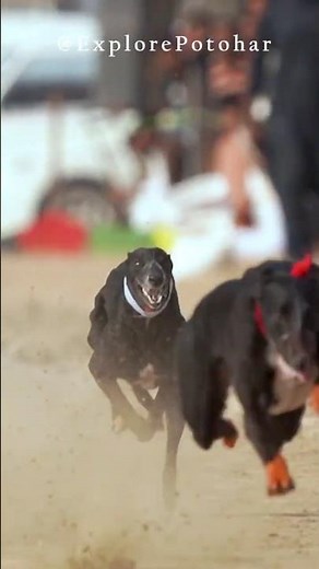 "Asia's Fastest: The Thrilling World of Super Speed Greyhound Racing!"