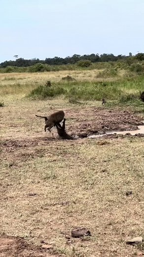 Crocodile Snatches Baboon in Shocking Encounter