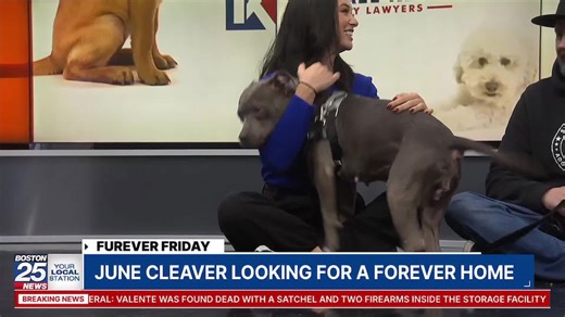 Furever Friday: June Cleaver looking for a forever home