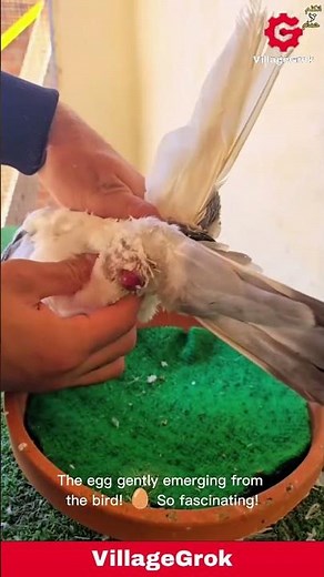 Pigeon Laying an Egg: A Close-Up View of the Birthing Process