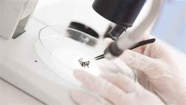 DARPA, Insects, Mad Science, and Us: Nowhere to Hide