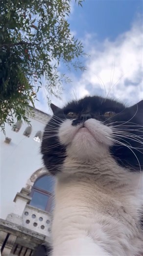 Cat melody sounds ❤️#ytshorts #cat #funny #shorts #funnycats