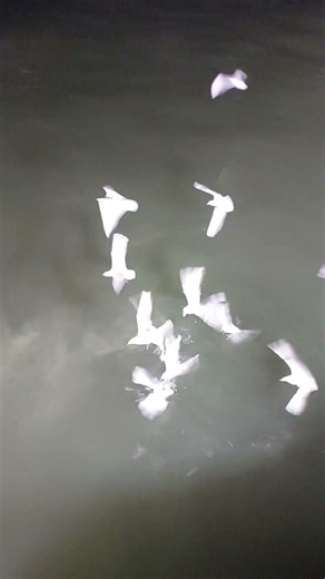 birds on ocean water