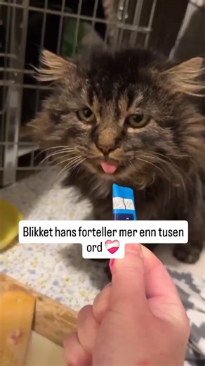 Lynx er en sliten gutt på rundt 8 år som ble reddet inn nå nylig ❤️‍🩹 Han er veldig takknemelig for å endelig få roen han har lengtet etter, varm og med mat i magen. Hjelp oss redde flere via: 🧡Vipps - 816039🧡 💚Kontonr: 1506.92.04675💚 💙Gjør oss til din grasrotmottaker hos Norsk Tipping ved å sende «Grasrotandelen 831463422» gratis på sms til 60000 💙 🖌Handle hos Flügger🖌 Du får 20% rabatt ved å nevne oss i kassa når du handler hos Flügger. Samtidig donerer Flügger 5 % av kjøpesummen til 