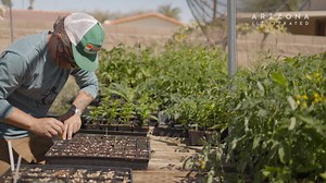Spadefoot Nursery is more than just a place to buy plants. They are a community hub for Tuc-sonans interested in restoring the local ecology. Founded and run by Katy Gierlach, Jared McKin-ley, and Peter Gierlach (Petey Mesquitey), their emphasis is on growing native plants that support wildlife. Spadefoot Nursery strives to be a safe and inclusive space for flora, fauna, and human alike. Spadefoot Nursery | Arizona Illustrated
