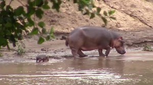 549K views · 10K reactions | Rare patience!!!鍊 This hippo mother is...