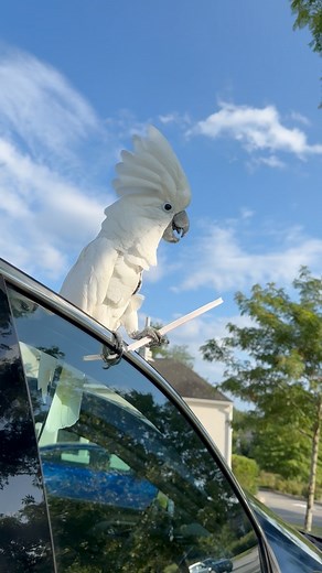 17K views · 1K reactions | Always In the mood for a twirl & toss and some Swing & fling! #jazz #twirling #toss #parrot #cockatoo #dancing | Chris the Cockatoo | Facebook