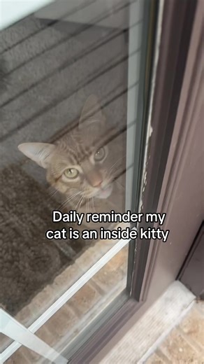 Daily reminder that my cat is an inside kitty and he doesn’t get to go outside with the doggies 😂 he’s always so jealous! We’ve tried to go outside but we don’t have it. He gets scared of any little sound and rushes inside. #catsoftiktok #jealous #orangecatbehavior #labradoodle