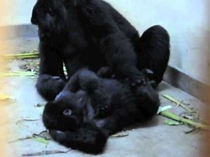 Gorilla Cuddle