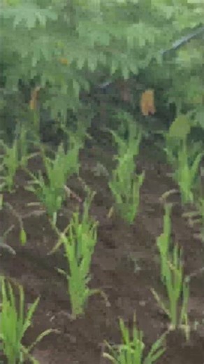 Smart Farmer Techniques for Plowing Dry Rice Fields with the Best Manual Techniques #shorts