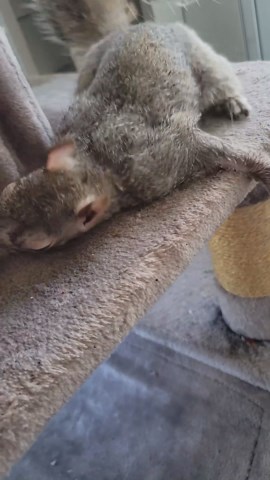 Chip & Chloe Squirrel and Wildlife Rescue | This is how Cole keeps cool on hot days 😅 I might have to look into getting a portable a/c unit for my porch, lol. #squirrels... | Instagram
