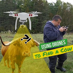 How To Find a Missing Cow? | Gold Shaw Farm