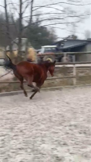 Ktoś musi😏 #horse #horses #equestrian #koniara #koniary #konie #horselover #pony #funny