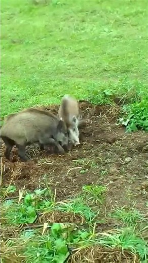Epic Boar vs Boar Fight | Wild Boars Battle in Nature#BoarFight #WildBoars #AnimalBattle#BoarBattle
