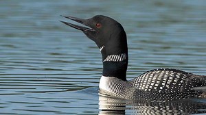 I’m Here, Where Are You?: Wails of the Common Loon | Bird Academy • The Cornell Lab