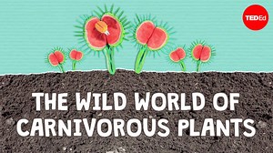 375K views · 1.9K reactions | Around the world there are more than 600 plant species that supplement a regular diet of sunlight, water and soil with insects, frogs and even rats. Explore the remarkable predatory antics of these flesh-eating tricksters: | TED-Ed | Facebook