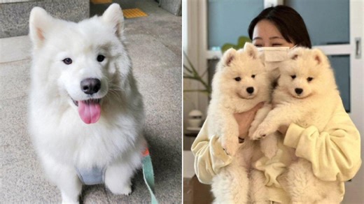 Tak Rela Anjing Kesayangan Mati, Pemilik Menghidupkannya Kembali Lewat Kloning, Kini Jadi 2 Anjing - TribunStyle.com