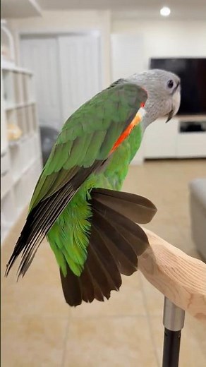 Kody Cape Parrot Stretch and Talk