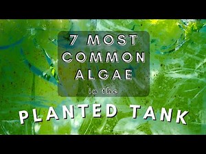 7 most common types of algae in the planted aquarium