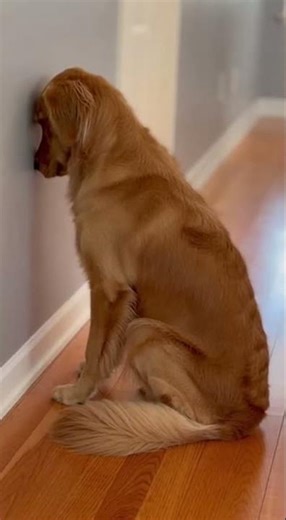 Guilty Dog Pre-Emptive Shame Before Discovery