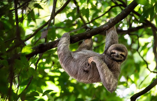 Vertebrados: o que são e quais são seus grupos? - Mundo Educação