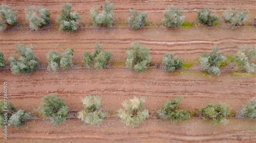 Top-down aerial reveal of vast olive tree plantation, gimbal tilting up to horizon.
